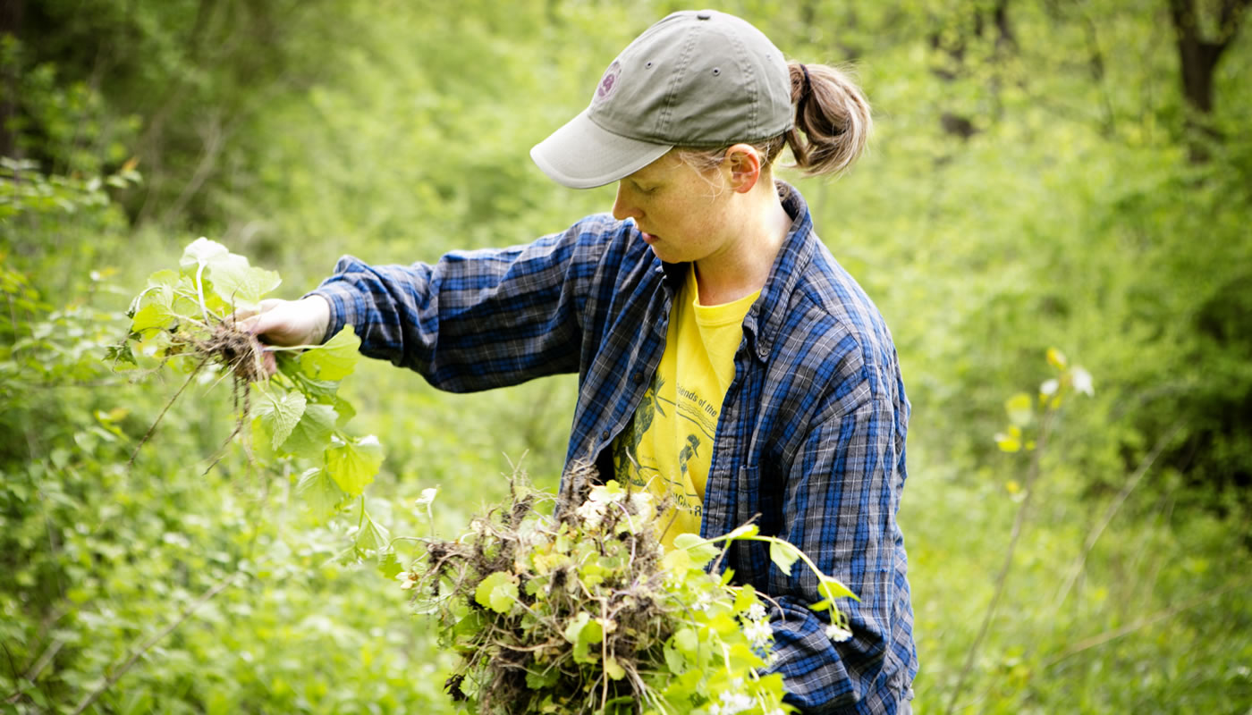 a volunteer removing garlic mustard, invasive species, at McClaughrey Springs Woods