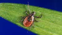 Magnified photo of a deer tick — also called a black-legged tick or bear tick (Scientific name: Ixodes scapularis).
