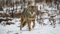 A coyote at Yankee Woods.