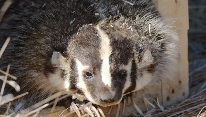Close up of a badger. Photo by Dr. Jeff Nelson.