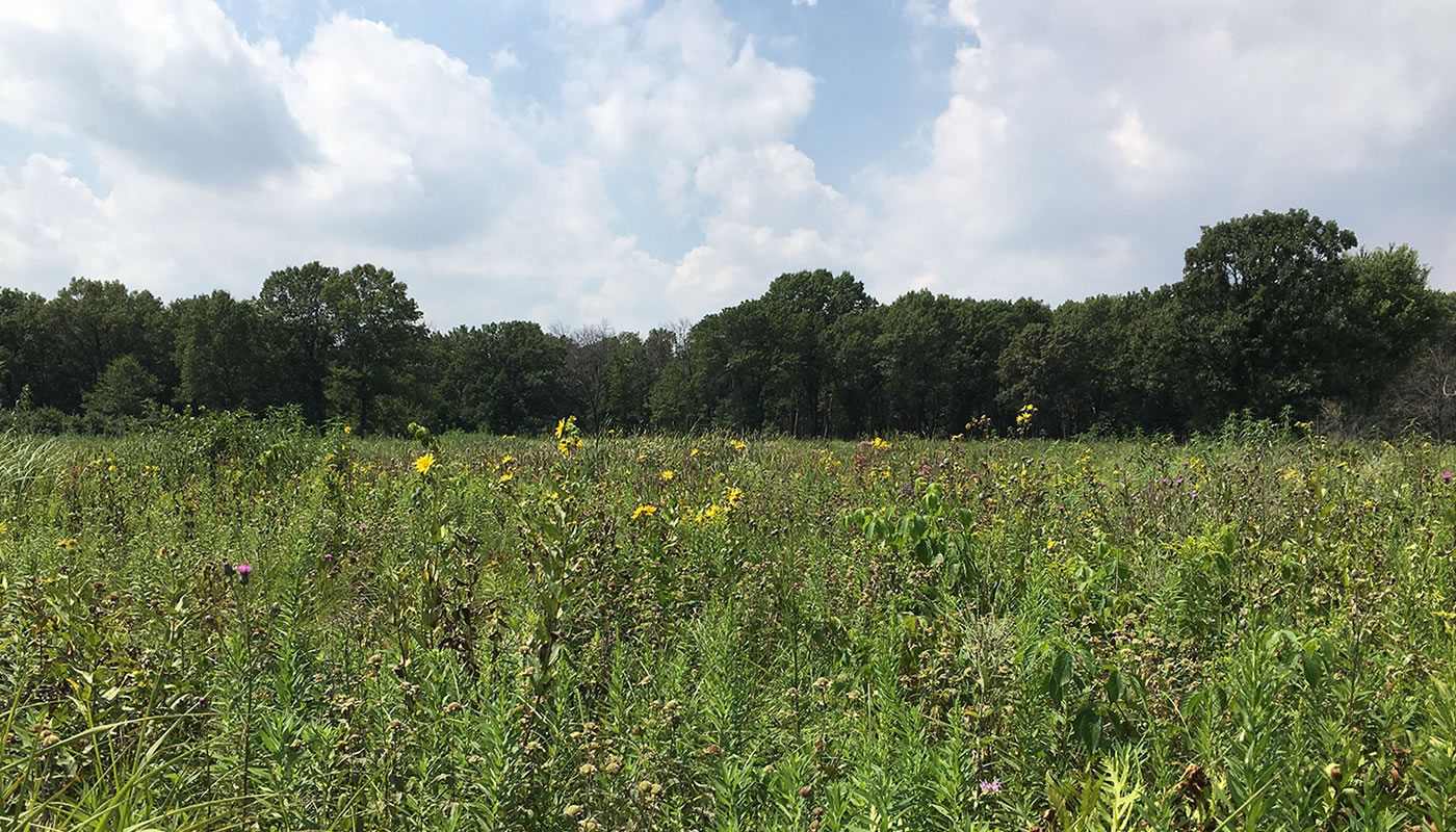 open prairie at Sand Ridge Nature Preserve
