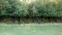 A browse line—a distinct boundary with normal plant growth above and little or no plant growth below—at the height a deer can reach while eating.