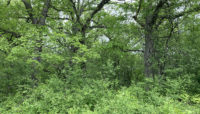 A photo showcasing invasive brush.