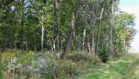 The area that has since been restored following the Nicor Natural Gas pipeline relocation.