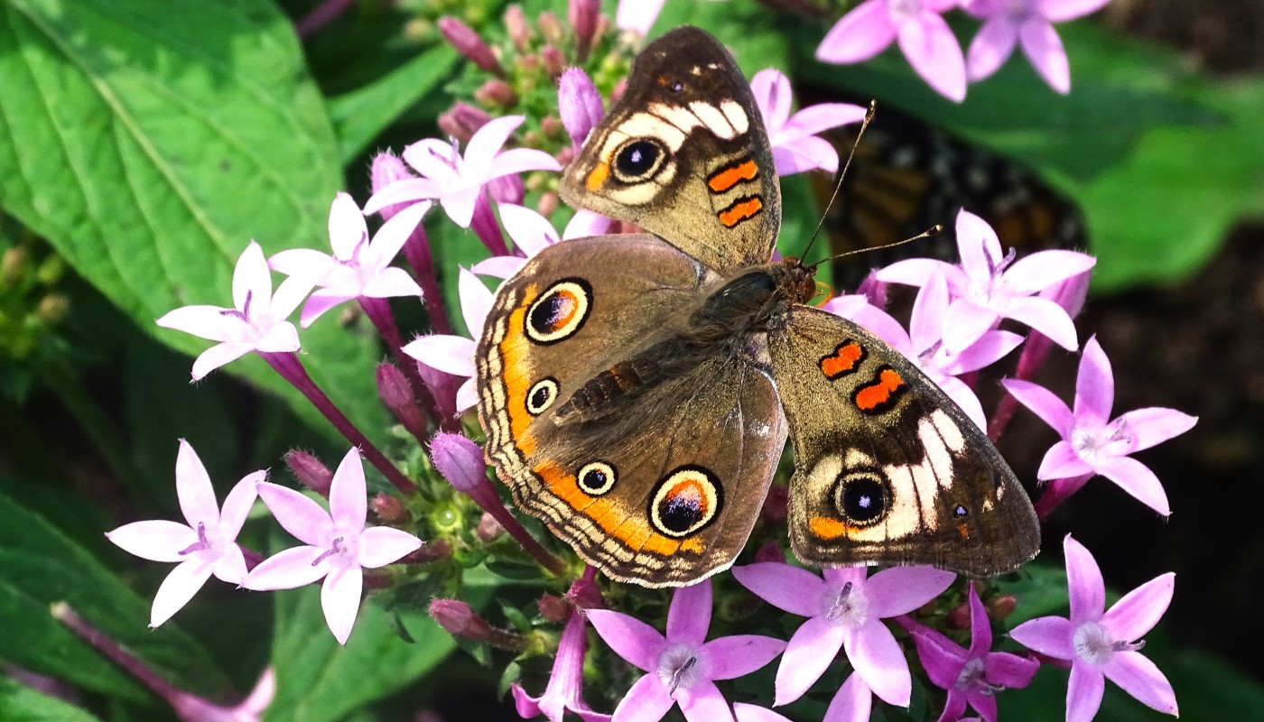 A close-up shot of a butterfly.